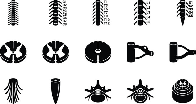 Spinal cord anatomy icons set, including vertebrae segments, nerve roots, cross sections, and anatomical structures of the human nervous system