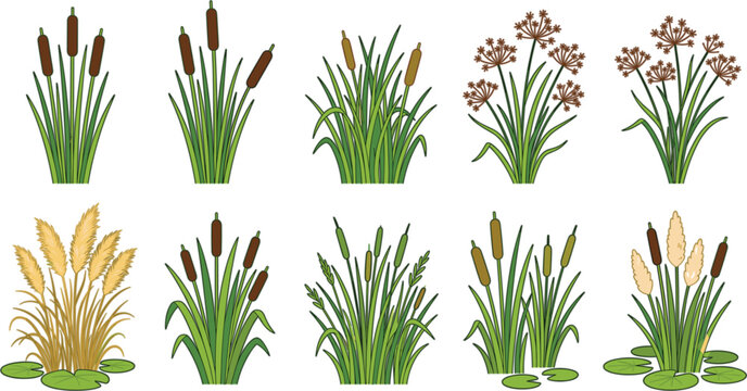  Set of vector illustrations of reed cattail aquatic plants