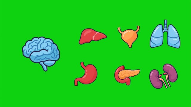 Human Internal Organs Cartoon Icons Animation