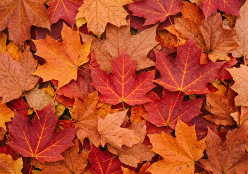 red maple leaf