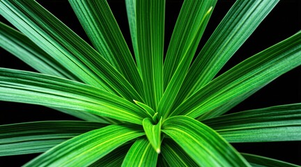Fototapeta premium Green plant leaves grow in a spiral pattern against a dark background. The close-up macro shot highlights the detailed texture and vibrant color of the foliage.