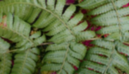 Fototapeta premium Blurred of Green Texture of Christella Normalis Plant