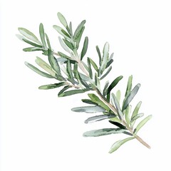 Fototapeta premium Watercolor Rosemary Sprig, Isolated, White Background, Culinary Herb, Design Element