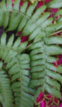 Blurred of Green Texture of Christella Normalis Plant
