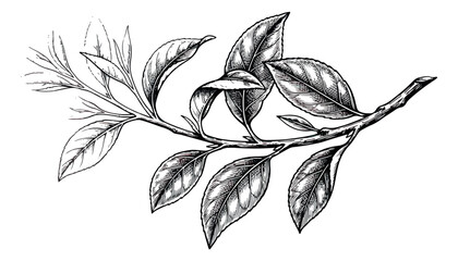 Vintage tea leaf branch sketch, hand drawn botanical camellia sinensis vector illustration, black and white engraved foliage for organic tea packaging © sajida