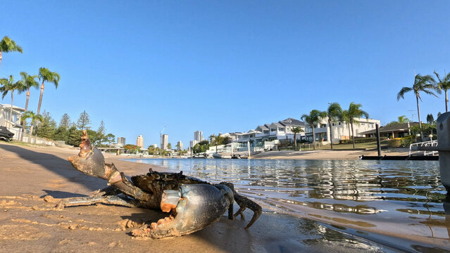 Large Mud Crab on a Flooded Urban Street Near Waterfront Houses