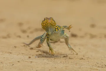 Collared lizard running across sandy ground in a dynamic posture with fast moving, desert dwelling © vaclav