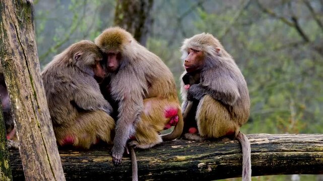 Three baby monkeys huddling together on a tree branch. Adorable primate siblings bonding in lush forest wildlife habitat.