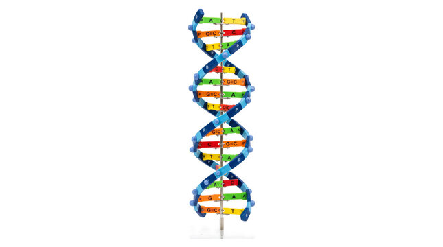 Colorful DNA double helix model, scientific genetic structure on white background, molecular biology education tool for biotechnology research