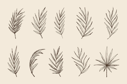Sketch palm leaves vector set. Hand drawn outline tropical leaves collection. Cononut leaf branch, botanical line art