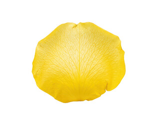 Naklejka premium Yellow rose petal isolated on transparent background