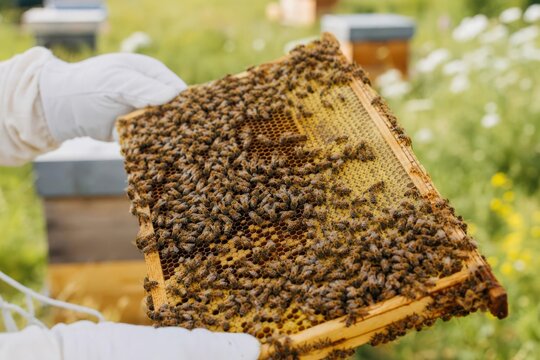 Beekeeper in white gloves holds honeycomb frame filled with bees in sunny garden setting