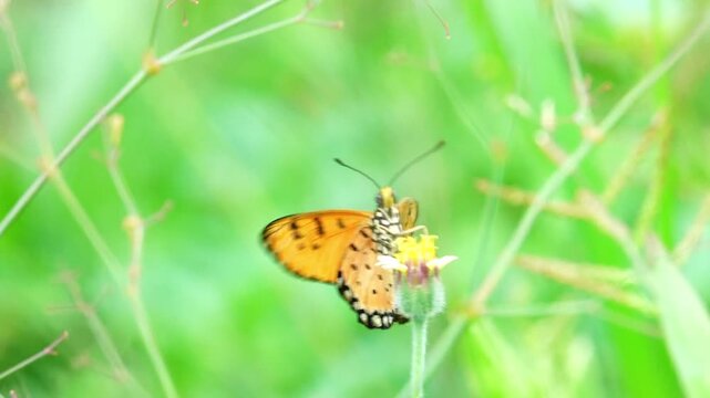 Macro view of an orange Tawny Coster butterfly perched on a tiny flower in a lush green meadow, showcasing