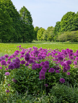 Purple allium flowers blooming on a flowerbed in a city park garden