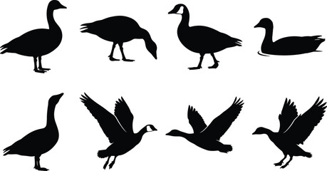 Canada goose silhouette set featuring wild geese in flying, standing, grazing, and swimming poses isolated on white background © MdMorsalin