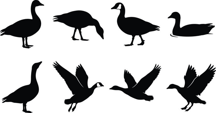 Canada goose silhouette set featuring wild geese in flying, standing, grazing, and swimming poses isolated on white background