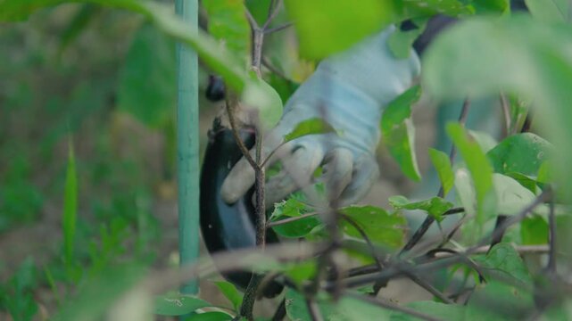 食べごろのナス
