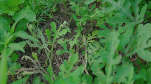 大きくなったスイカ