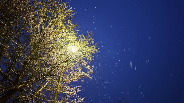 Snow falls through the branches of a leafless tree illuminated by a streetlight against a deep blue night sky, creating a winter atmosphere during active snowfall, static upward view.