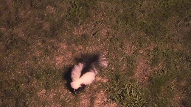 Striped skunk with its distinctive black and white fur walking through a grassy area at night. The wild animal is searching for food