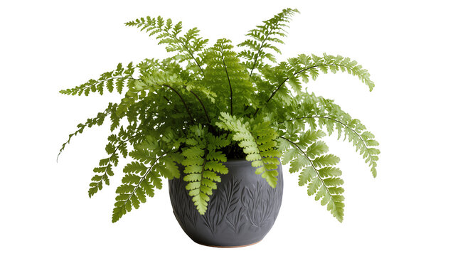 Lush green fern plant in a decorative dark grey pot, isolated on transparent background