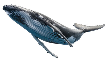 Majestic humpback whale swimming gracefully, isolated on transparent background © Sorin