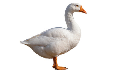 Majestic white goose with orange beak and feet, isolated on transparent background © Sorin