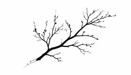 Obraz premium Bare tree branch with no leaves.