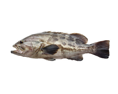 solitary mottled sea bass fish representing the hidden depths of the ocean, featuring intricate scale textures isolated against a stark black void