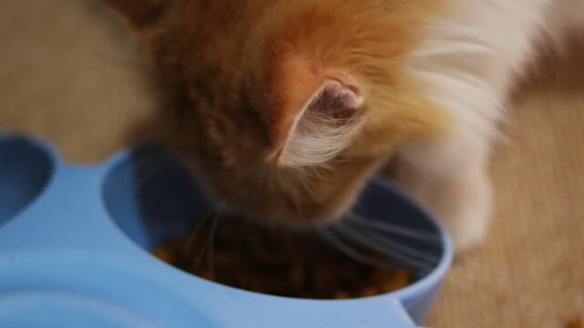 close up Cat Eating Dry Food From Feeding Bowl
