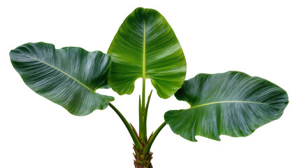 Large green philodendron plant with prominent veins, isolated on transparent background © Aliona