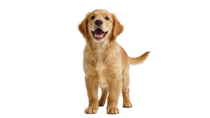 Happy golden retriever puppy standing, isolated on transparent background © Sorin