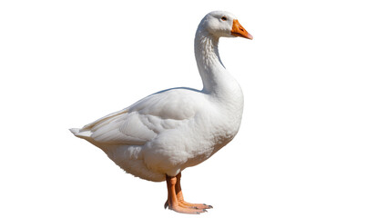 White domestic goose standing, isolated on transparent background © Aliona
