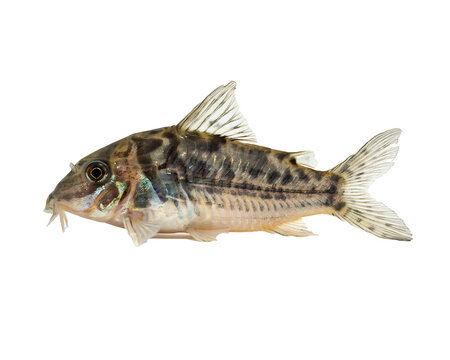 Morphological analysis of a Corydoras catfish showing distinct fin structure and camouflage patterning isolated on a black background for aquatic study