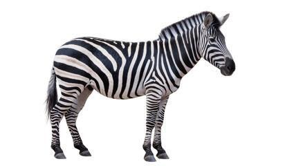 Obraz premium Striped zebra standing, isolated on transparent background