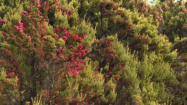 Native ohelo shrub (Vaccinium reticulatum) with red berries in Waikamoi Preserve, Maui, Hawaii. Static close up of lush Hawaiian vegetation and endemic forest habitat, USA