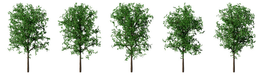 Set of realistic 3d modeling green beech trees medium leaf density isometric view for architectural presentation. Landscape axonometric cutout tree illustration. © SRTember