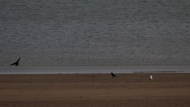 Seagulls and crows move slowly across an empty sandy beach beside still water under soft natural light in Swansea, Wales.