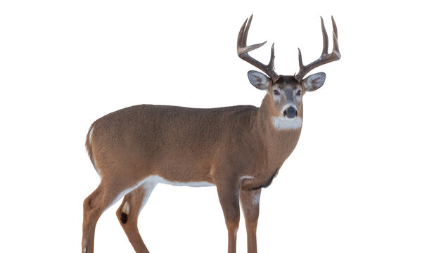 Majestic buck with large antlers standing alert, isolated on transparent background