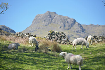 Fototapeta premium Sheep and lamb in the valley of Great Langdale to the Langdale Pikes in the Lake District