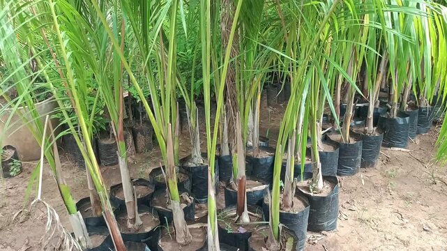 Young green plants and ornamental tree saplings growing in black plastic bags at a commercial plant nursery"