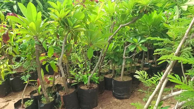 Young green plants and ornamental tree saplings growing in black plastic bags at a commercial plant nursery"