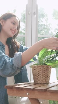 Young Asian woman looking happily and lovingly at the green leaves of her houseplant.