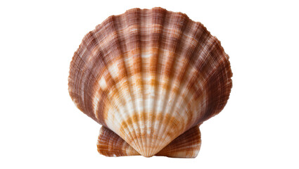 Brown and white ridged scallop shell, isolated on transparent background © Aliona