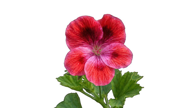 Red geranium flower isolated on white. Vibrant blooming pelargonium plant macro shot.