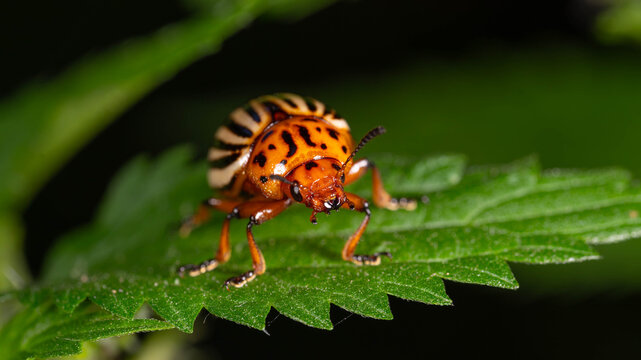 Bio Diversity - Leptinotarsa decemlineata - Potato Beetle on Green Leaf