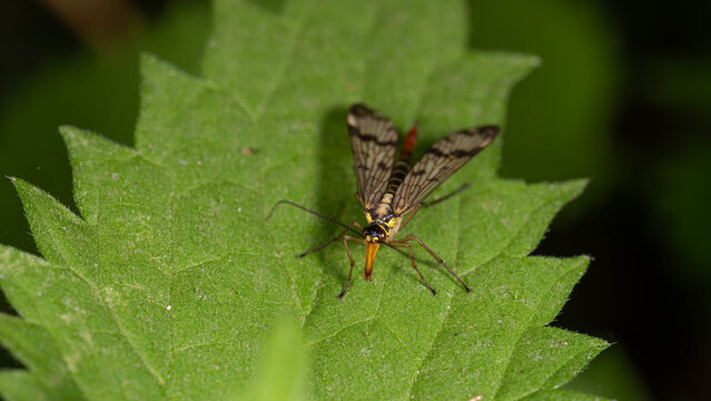 Bio Diversity - Panorpa communis - Macro of the Common Scorpionfly