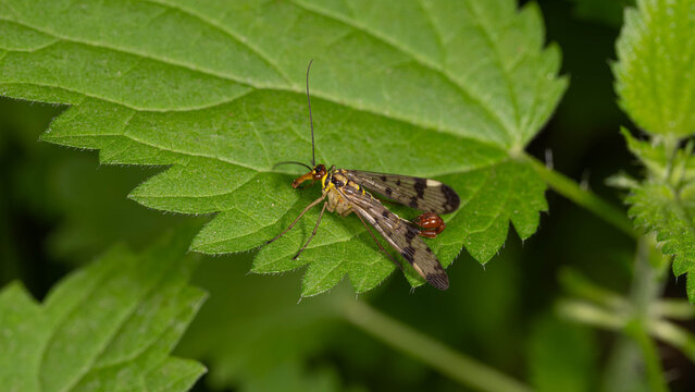 Bio Diversity - Panorpa communis - Macro of the Common Scorpionfly