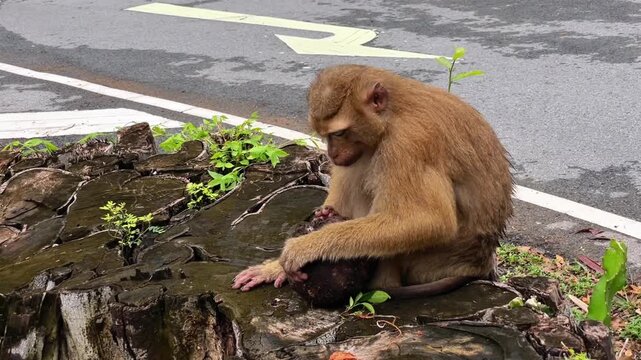 A pig-tailed macaque sits on a large rotten tree stump by the road, picking at an old coconut in search of food. This is a natural foraging behavior for a wild primate.
