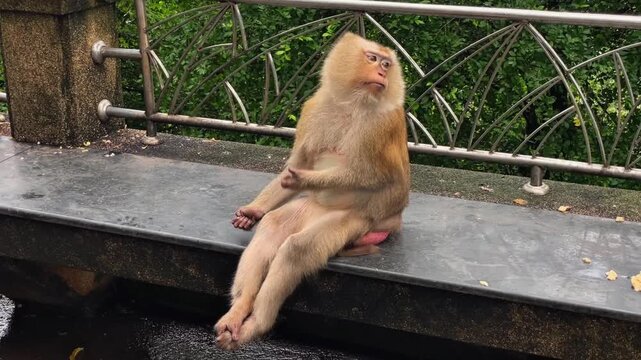 A female pig-tailed macaque sits calmly on a bench in a public park, then suddenly lifts her front paw and begins scratching it.